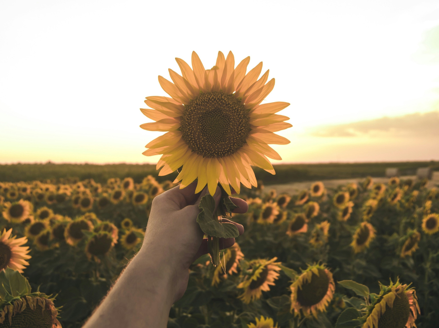 a hand holds up a sunflower, representing how to be your authentic self