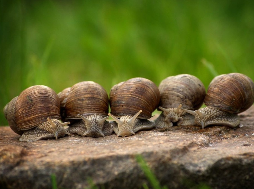 a row of snails representing setting healthy boundaries in relationships